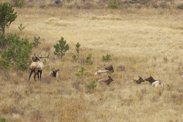 Elk herd in Rut — Stock Photo, Image