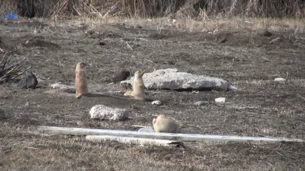 Prairie собаки — стокове відео