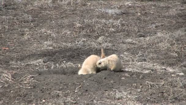 Perro de la pradera — Vídeo de stock