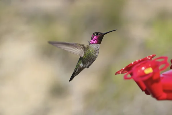 Beija-flor — Fotografia de Stock