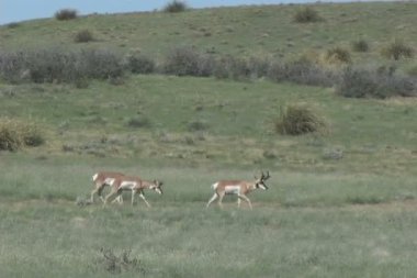 pronghorn antilop