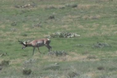 Boynuzlu antilop Buck