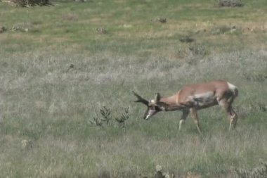 Boynuzlu antilop Buck