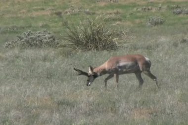 Boynuzlu antilop Buck