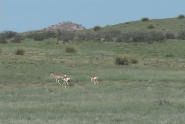 Gaffelbok antelope — Stockvideo