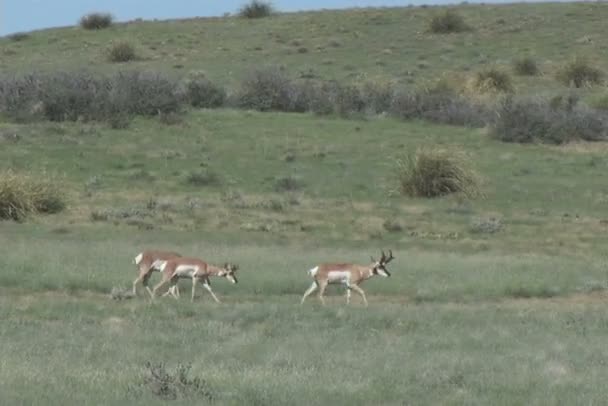 Antilope di pronghorn — Video Stock