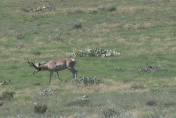 Pronghorn antilope buck — Video Stock