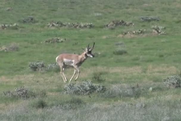 Antylopa pronghornowa Buck — Wideo stockowe