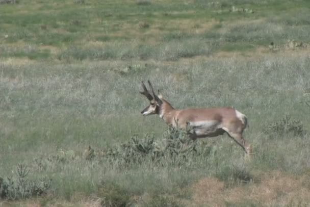 Antylopa pronghornowa Buck — Wideo stockowe