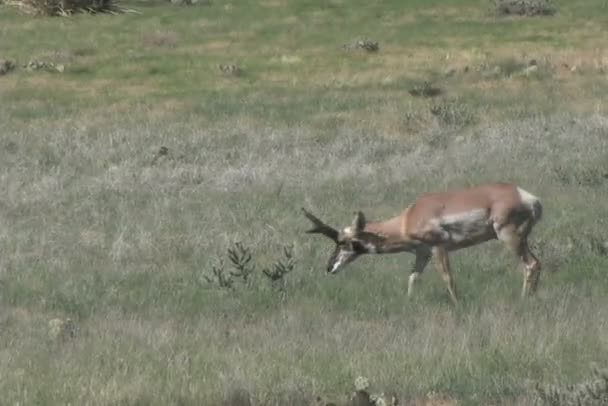 Antylopa pronghornowa Buck — Wideo stockowe