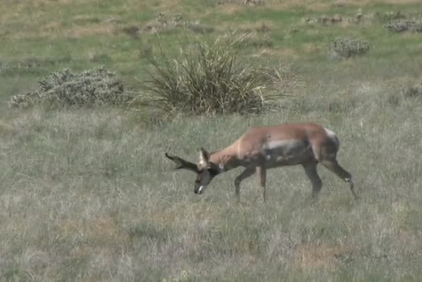pronghorn antielope buck 