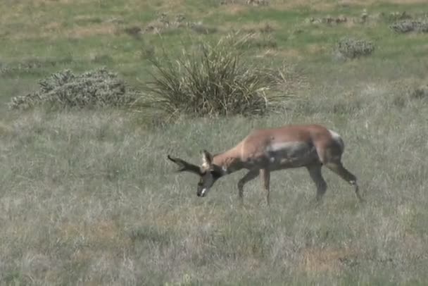 Pronghorn Antilopenbuck — Stockvideo