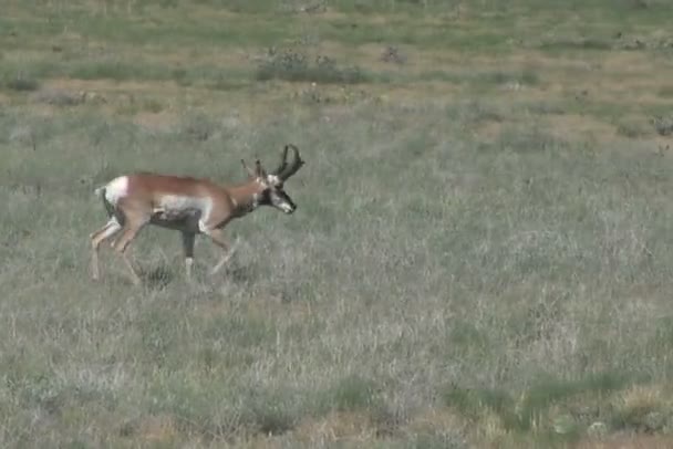 Antylopa pronghornowa Buck — Wideo stockowe