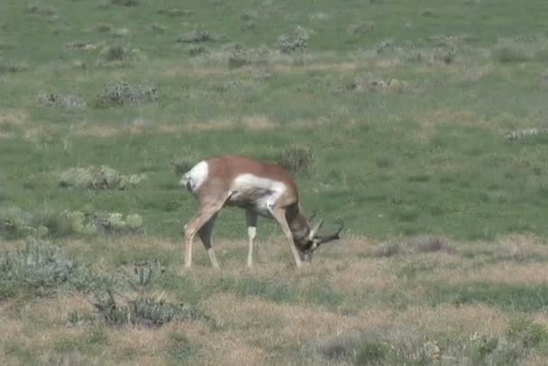 pronghorn antielope buck 