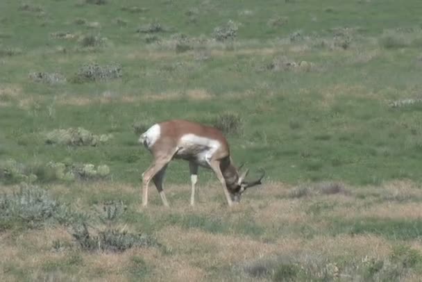 Pronghorn Antilopenbuck — Stockvideo