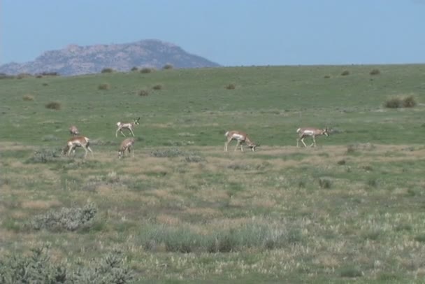 Gaffelbok antelope — Stockvideo