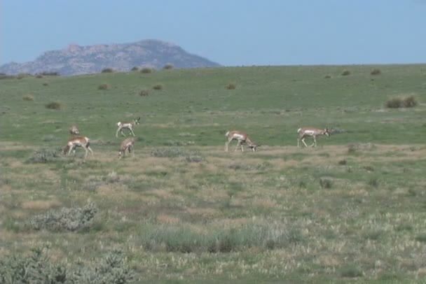 Antilope du Pronghorn 