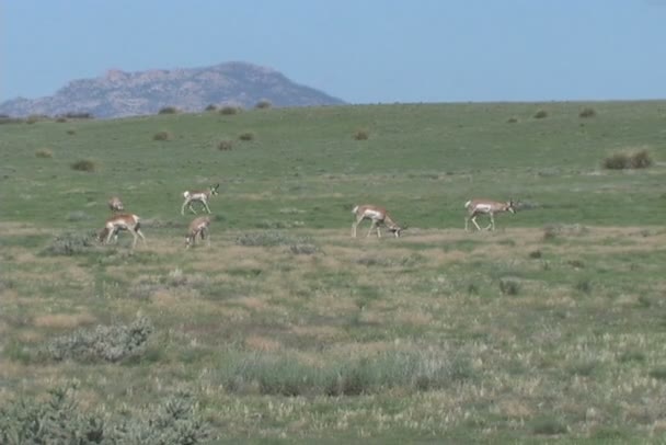 Gaffelbok antelope — Stockvideo