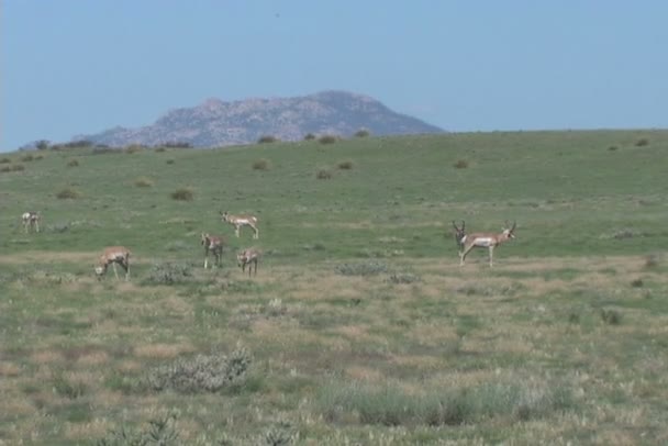 Pronghorn antilop — Stok video