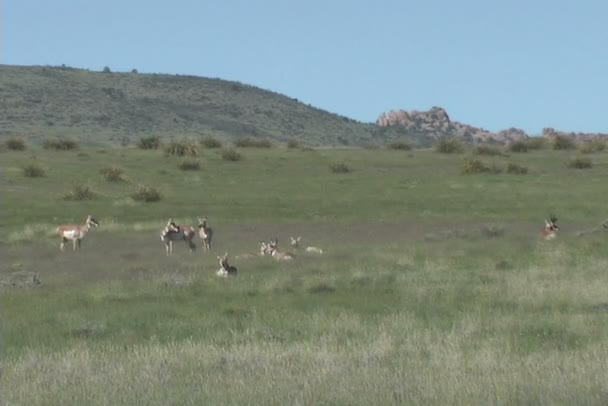 Pronghorn antilope herd — Stockvideo