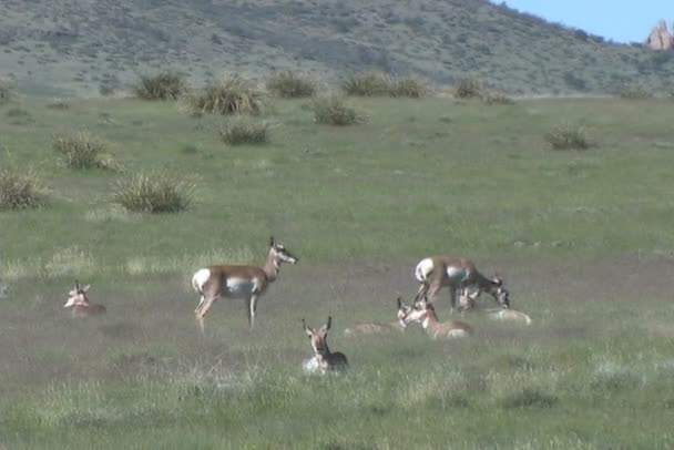 Pronghorn antilop besättning — Stockvideo