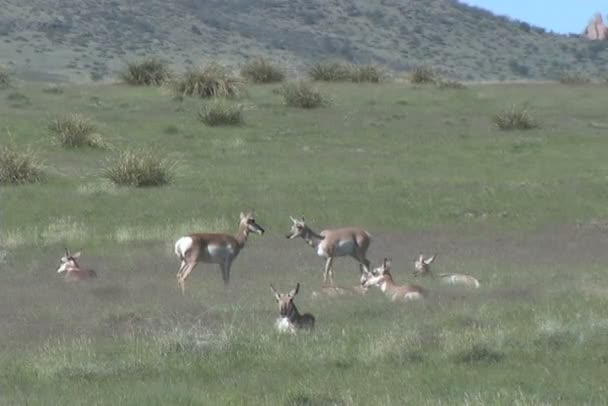 Mandria di Pronghorn antilope — Video Stock