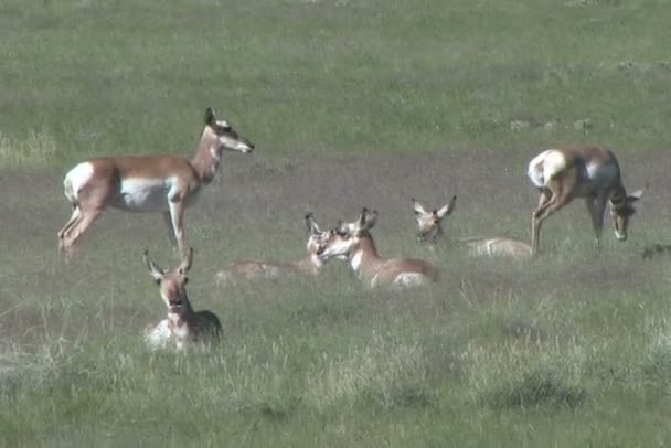 Pronghorn Antelope Herd — Stock Video