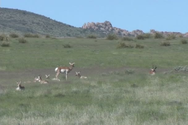 Mandria di Pronghorn antilope — Video Stock