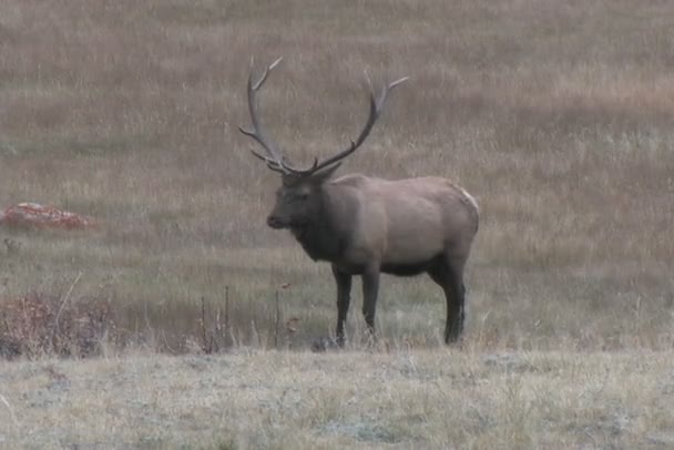 Rut de wapiti 
