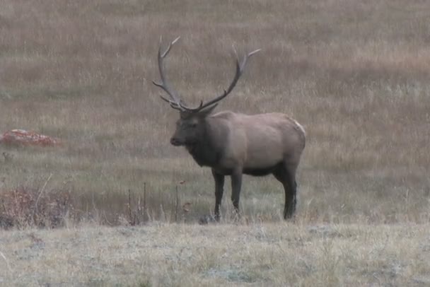 Bull rut elanden — Stockvideo