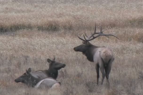 Elk Herd en Rut — Vídeo de stock