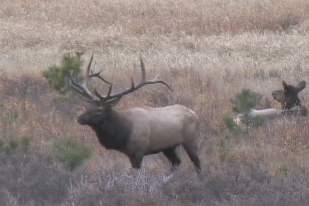 Rut de wapiti 