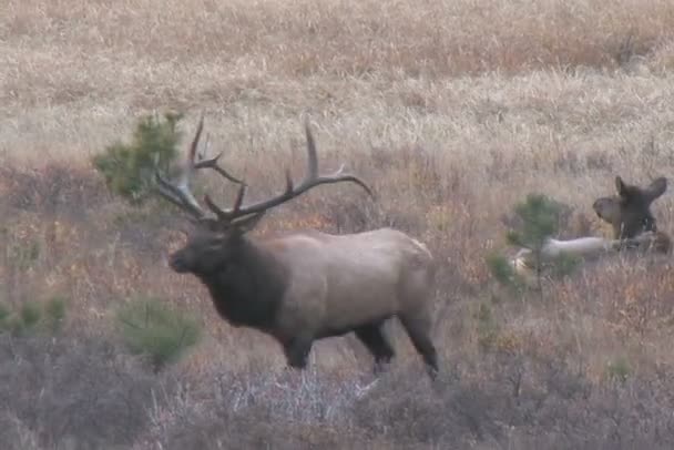 Bull rut elanden — Stockvideo