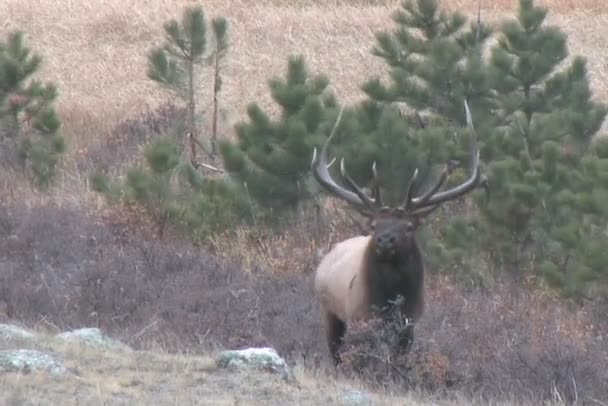 Rut de wapiti 