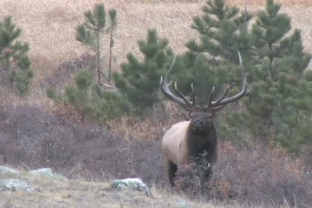 Býk elk rut — Stock video