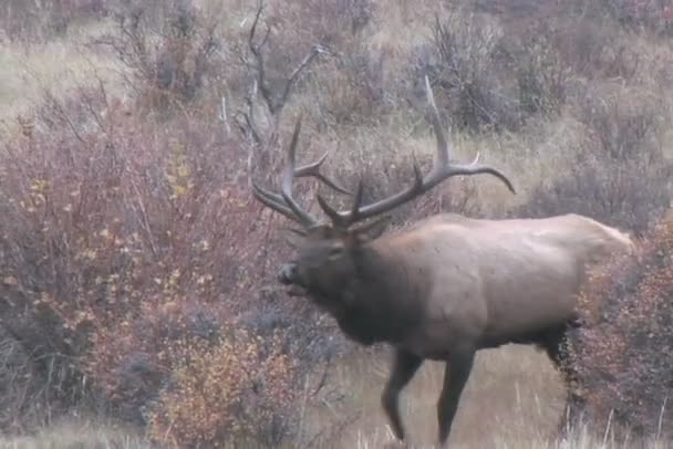 Rotina de alces de Bull — Vídeo de Stock