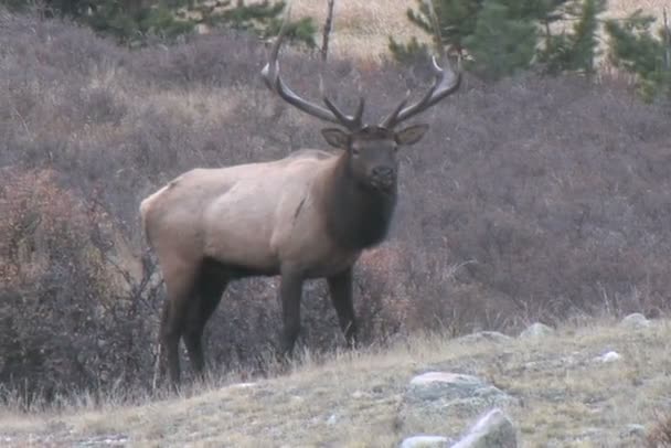 Bull älg rut — Stockvideo