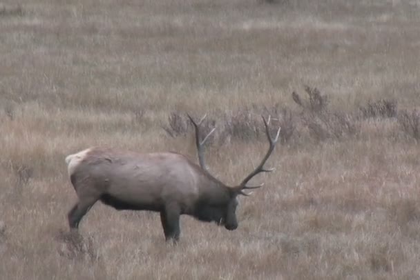 ヘラジカの雄牛のわだち掘れ — ストック動画