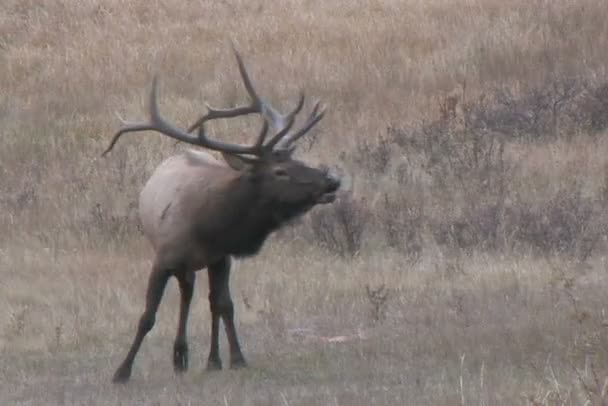 Rutting Bull Alce — Video Stock