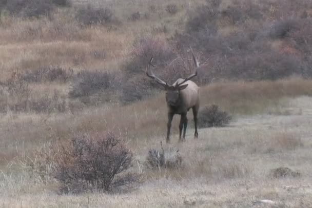 Rutting Bull Elk — Stock Video