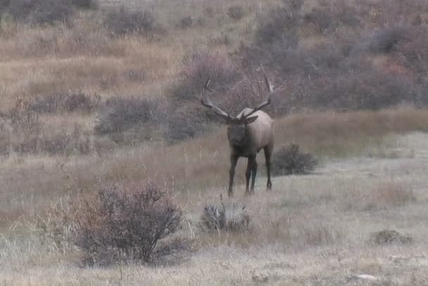 ヘラジカの雄牛のわだち掘れ — ストック動画