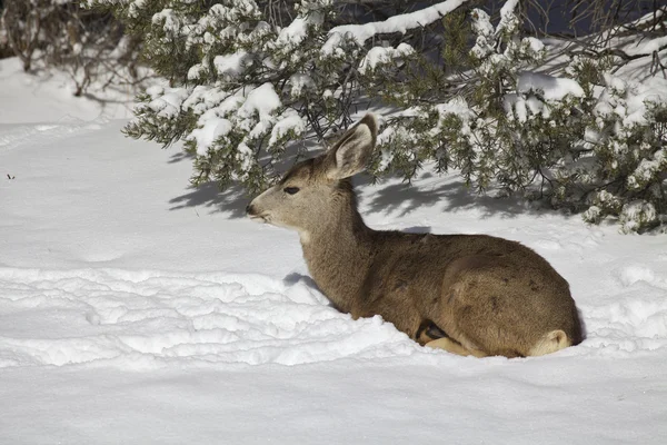 Mule Deer Bedded in Snow Stock Photo
