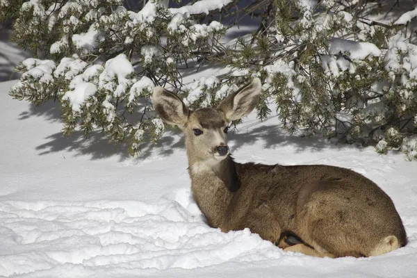 Mule Deer Bedded in Snow Royalty Free Stock Images
