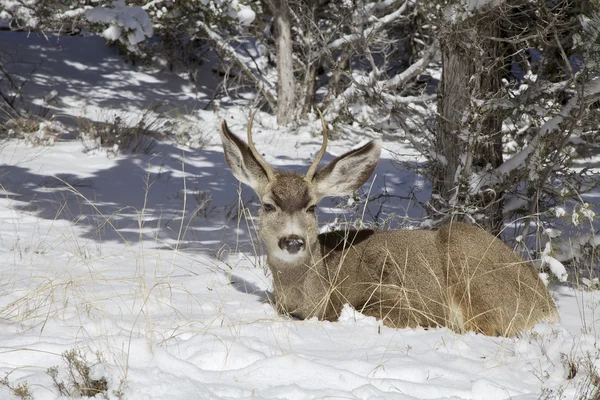 Mule deer buck i snö — Stockfoto