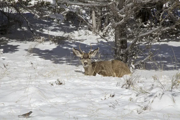 Mule Deer Buck in Snow Stock Picture