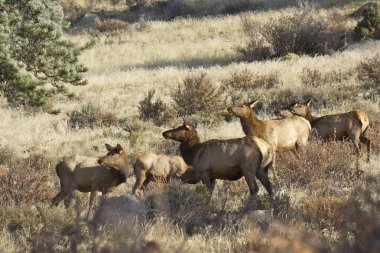 inek geyik sürüsü