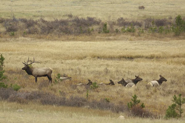 Elk Herd — Stock Photo, Image