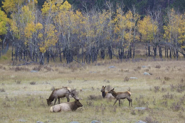 Manada de alces — Fotografia de Stock