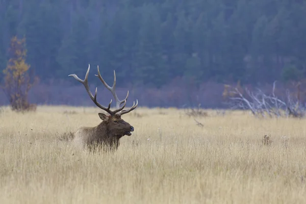 Rutting bika Elk — Stock Fotó