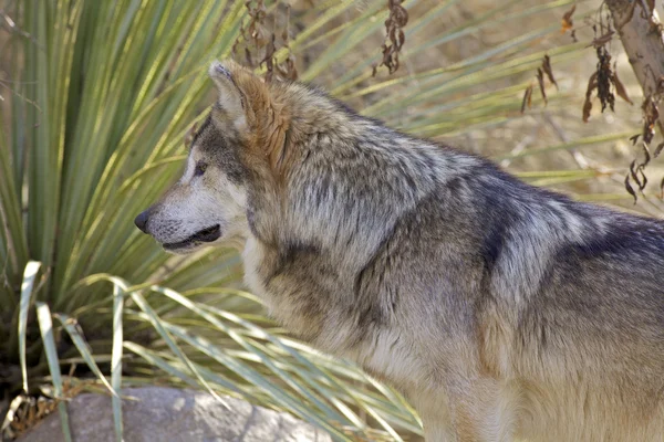 Mexicaanse wolf — Stockfoto